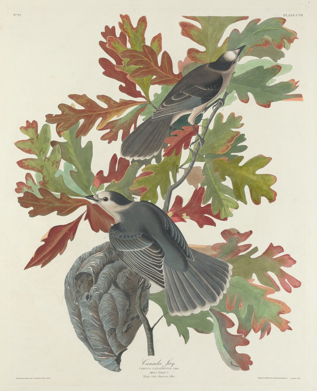 Kanada Jay, 1831. autorstwa Robert Havell