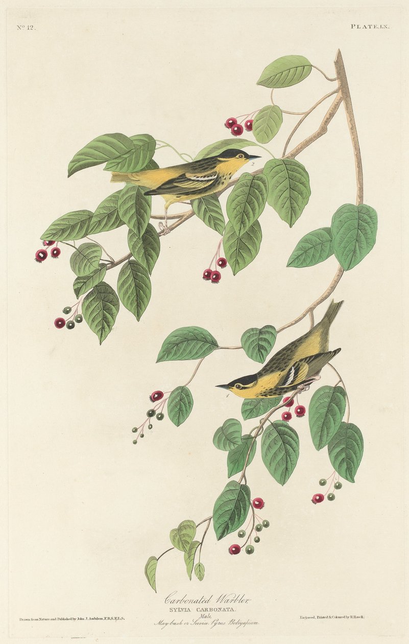 Pokrzewka gazowana, 1829. autorstwa Robert Havell