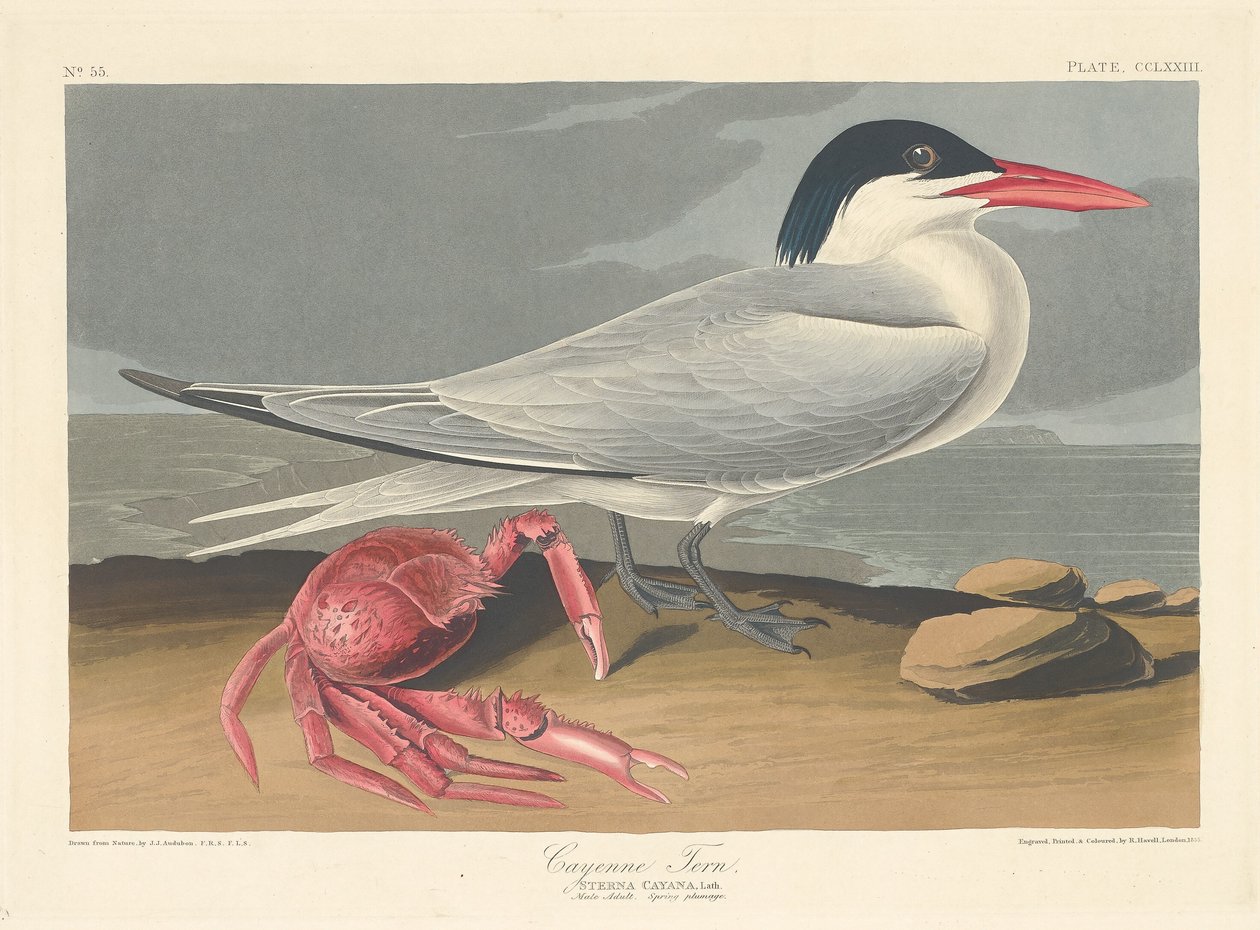 Rybitwa Kajenna, 1835. autorstwa Robert Havell