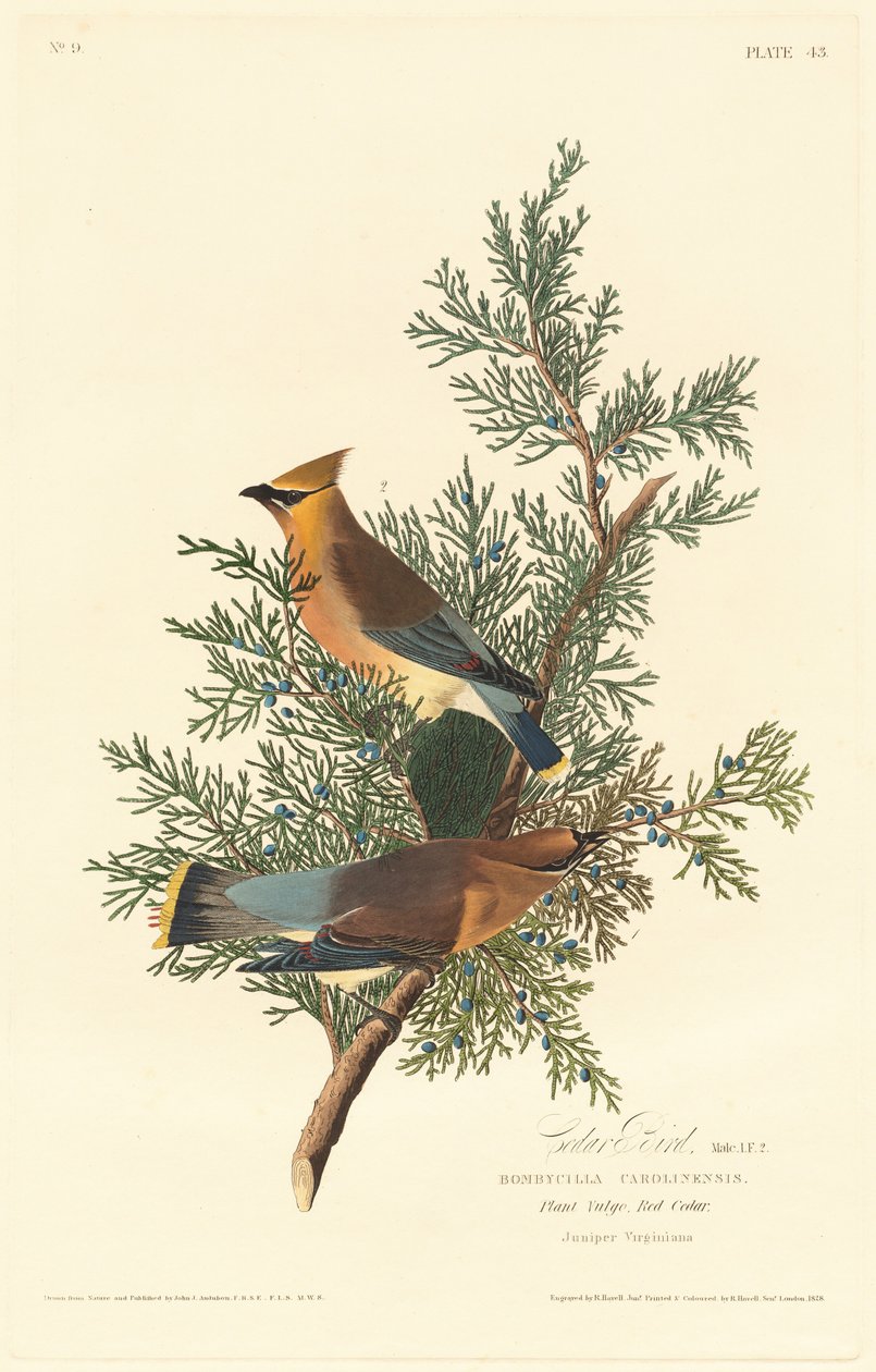 Ptak cedrowy, 1828. autorstwa Robert Havell