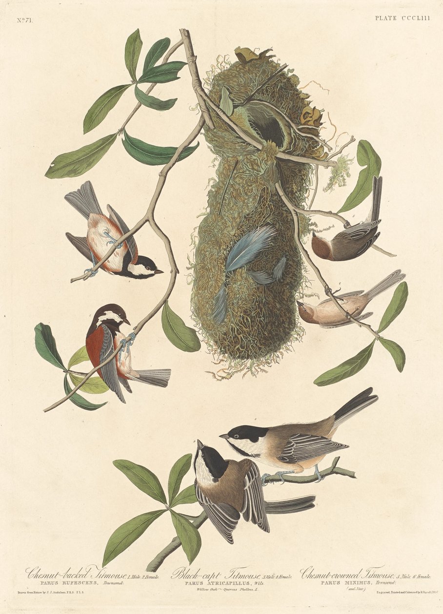 Sikora kasztanowata, sikora czarnogłowa i sikora kasztanowata, 1837. autorstwa Robert Havell