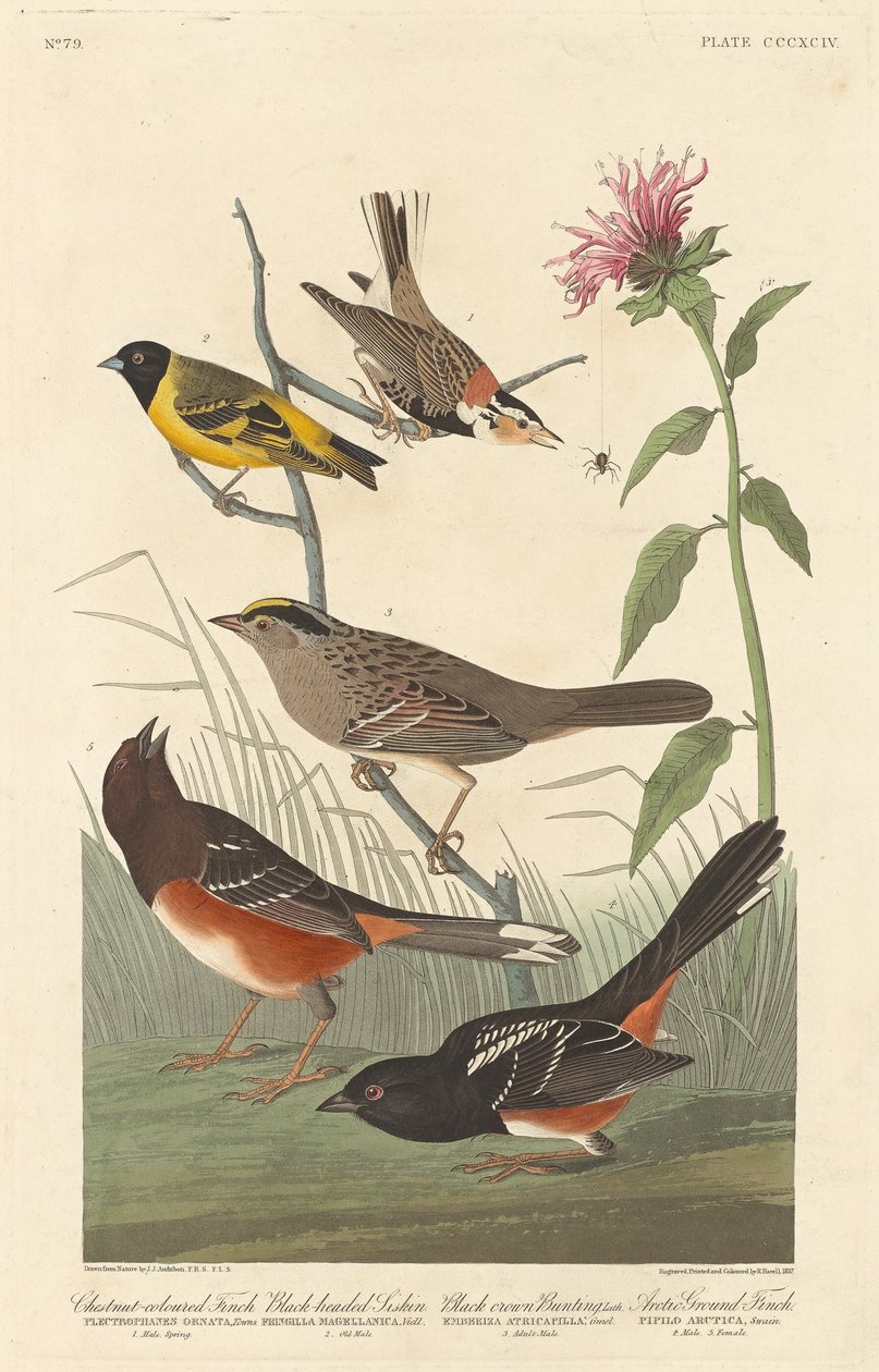 Dziwonia kasztanowata, czyż czarnogłowy, trznadel czarnogłowy i dziwoń arktyczny, 1837. autorstwa Robert Havell