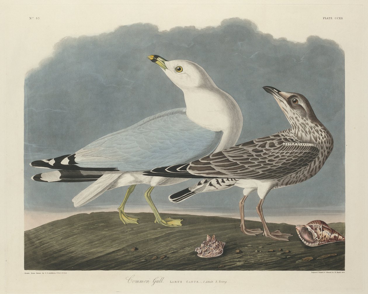 Mewa pospolita, 1834. autorstwa Robert Havell