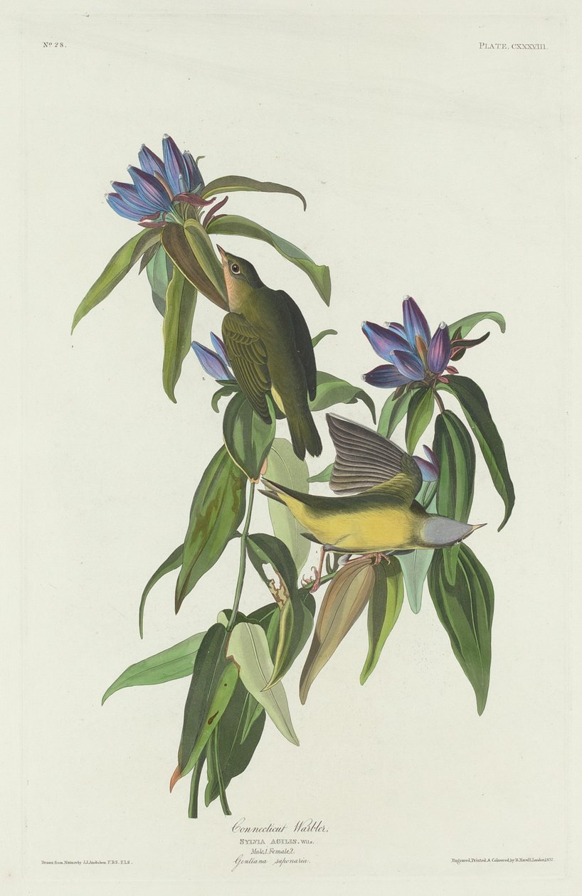 Connecticut Warbler, 1832. autorstwa Robert Havell