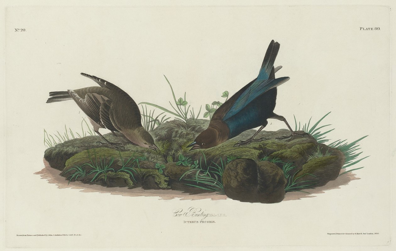 Trznadel krowy, 1830. autorstwa Robert Havell