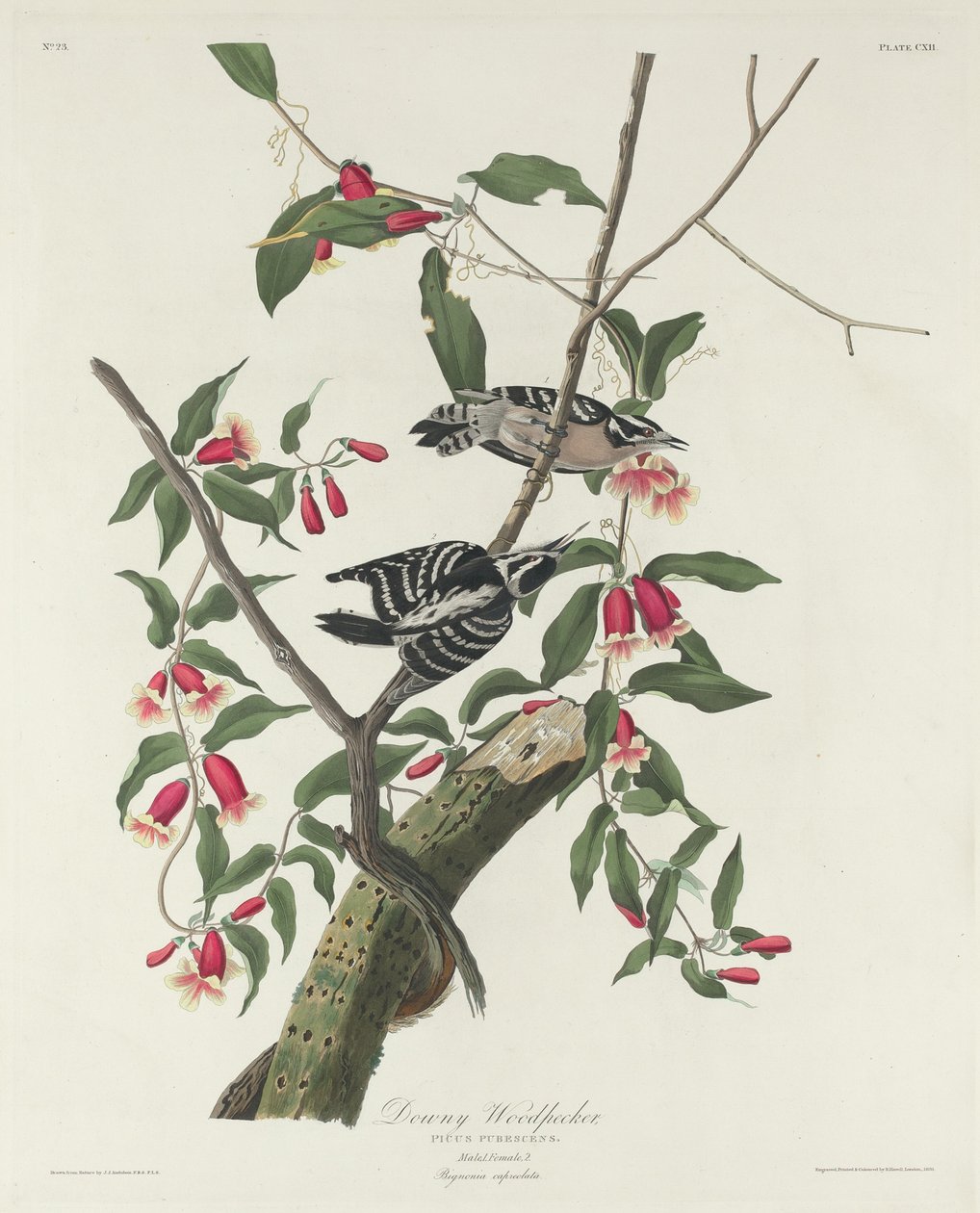 Dzięcioł puszysty, 1831. autorstwa Robert Havell