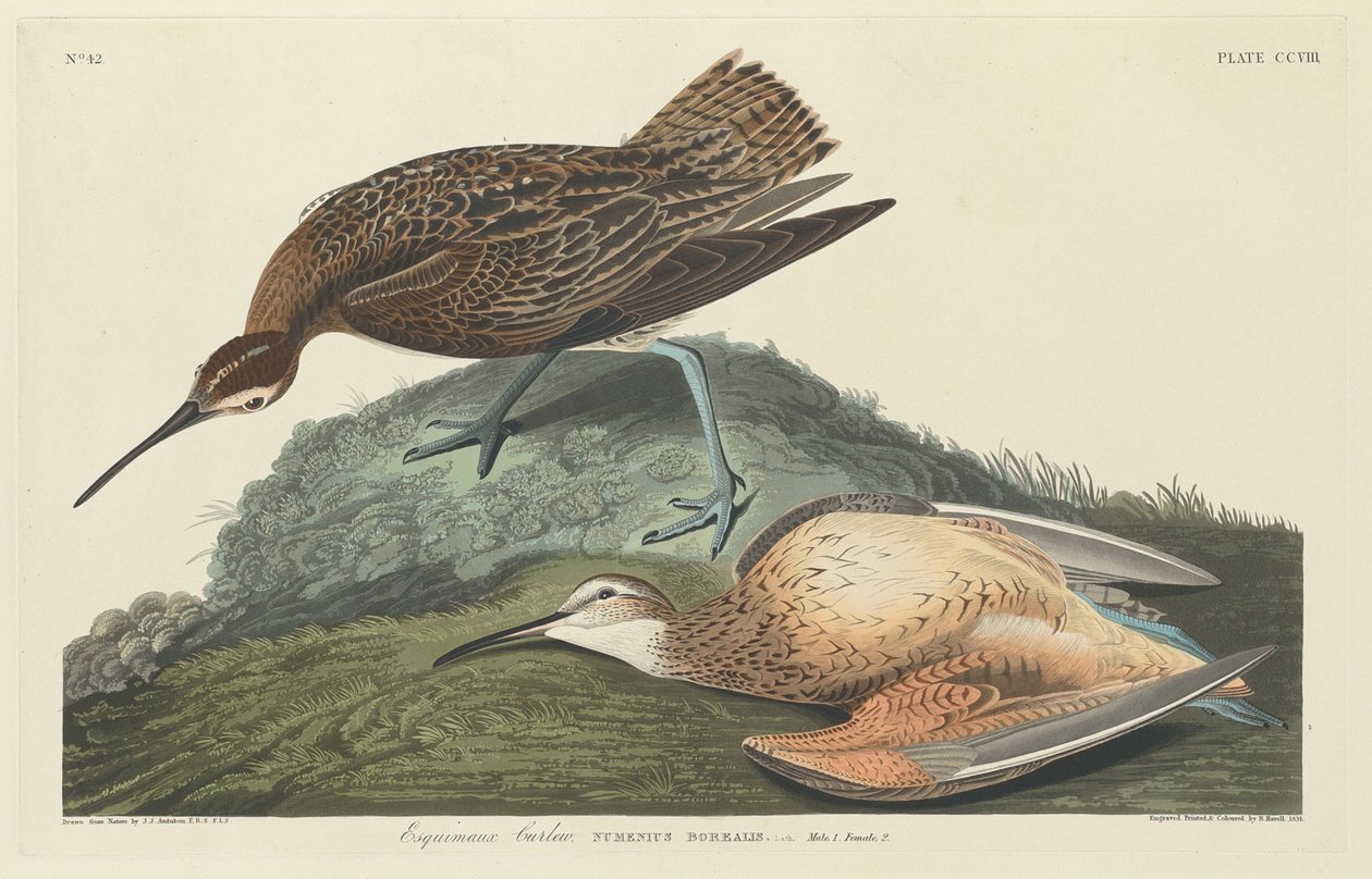 Curlew Eskimosi, 1834. autorstwa Robert Havell