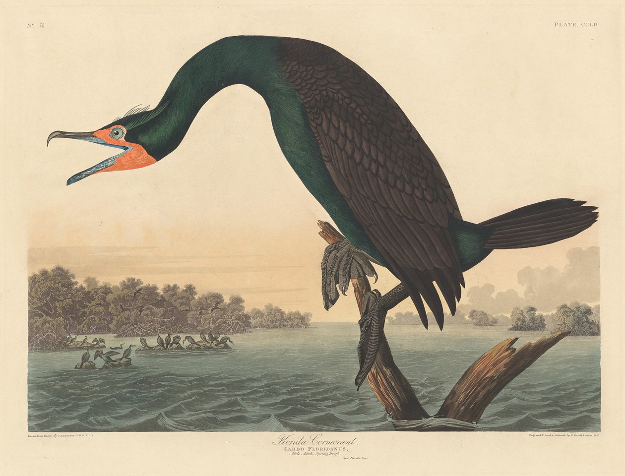 Kormoran florydzki, 1835. autorstwa Robert Havell