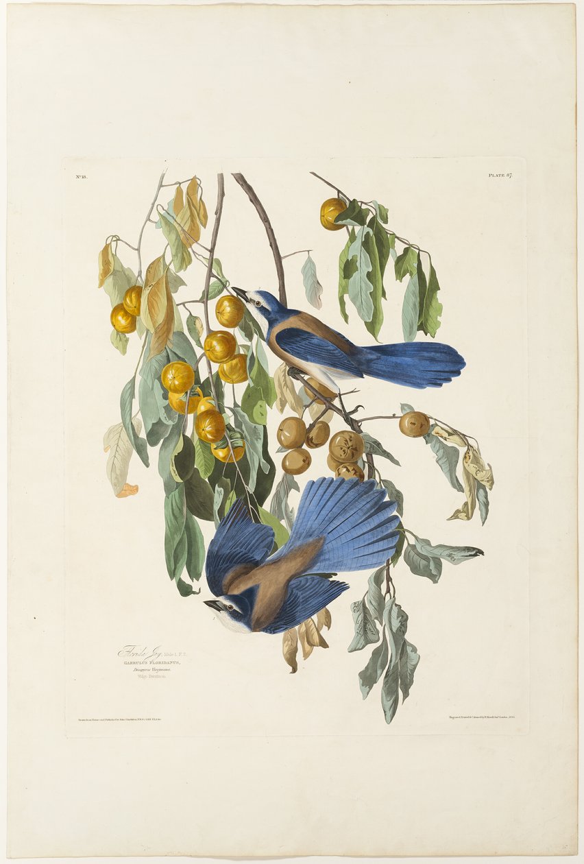 Floryda Jay autorstwa Robert Havell