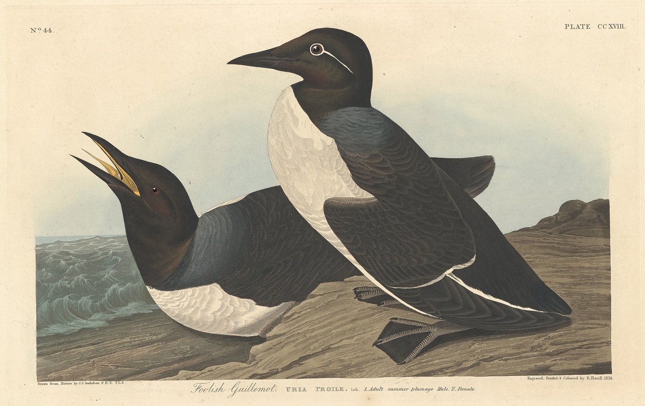 Głupi Guillemot, 1834. autorstwa Robert Havell