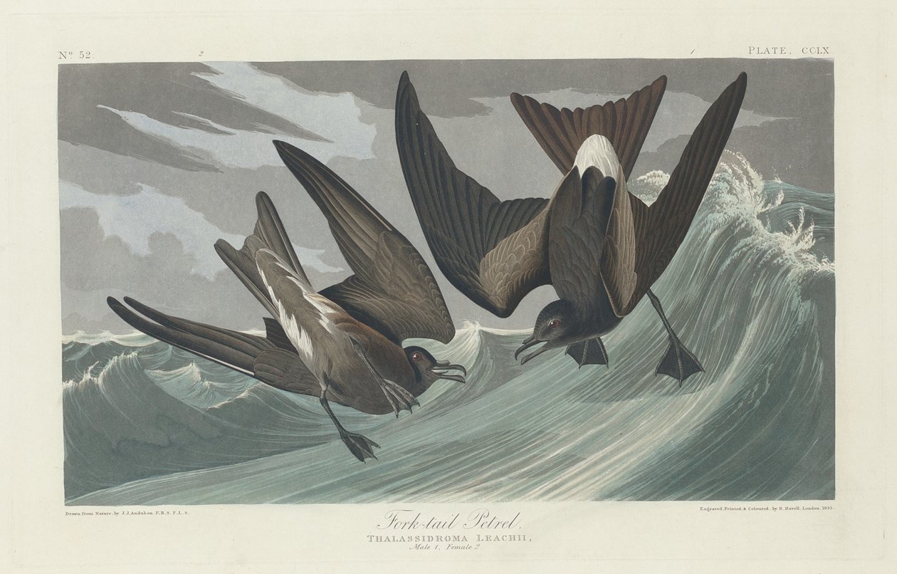 Petrel z widłami, 1835. autorstwa Robert Havell