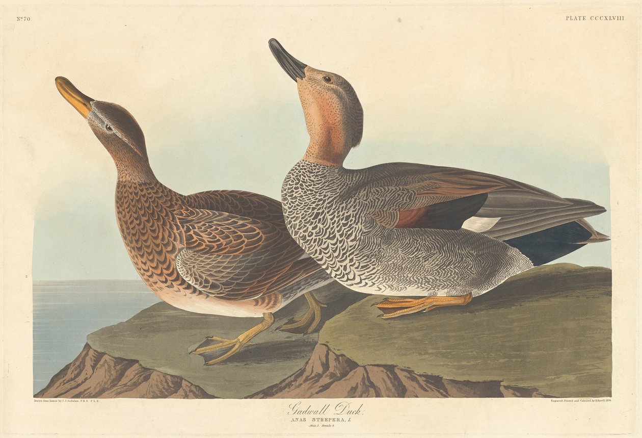 Kaczka krakwa, 1836. autorstwa Robert Havell
