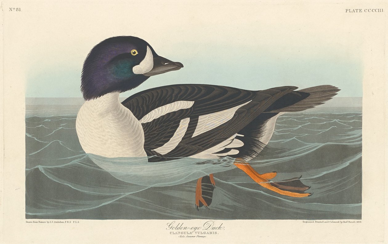 Kaczka Złotooka, 1838. autorstwa Robert Havell