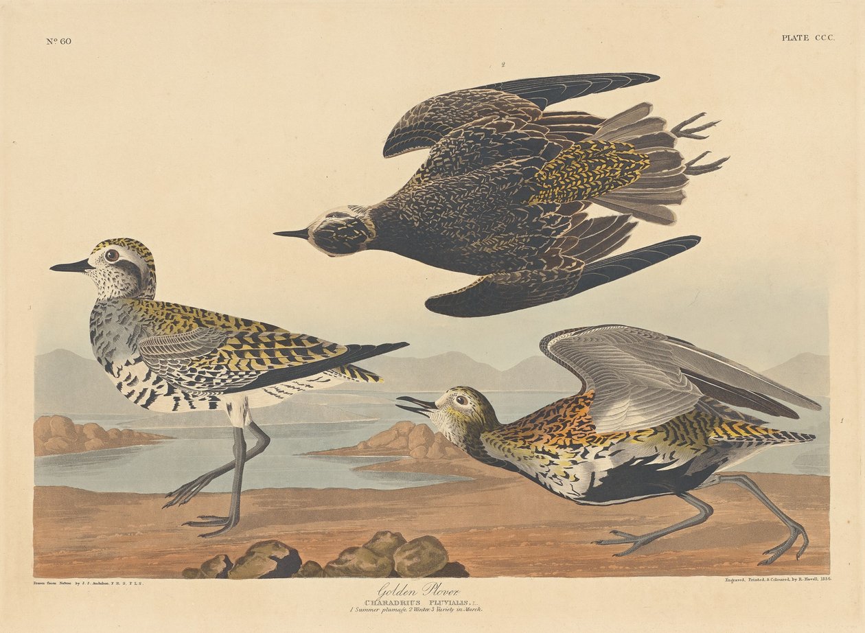 Sieweczka złota, 1836 r. autorstwa Robert Havell