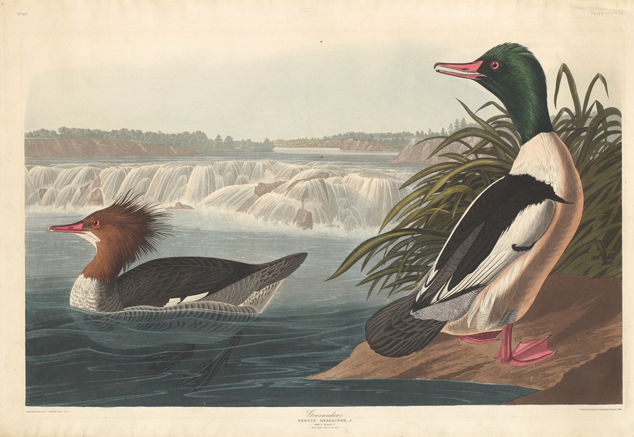 Nurogęś, 1836. autorstwa Robert Havell
