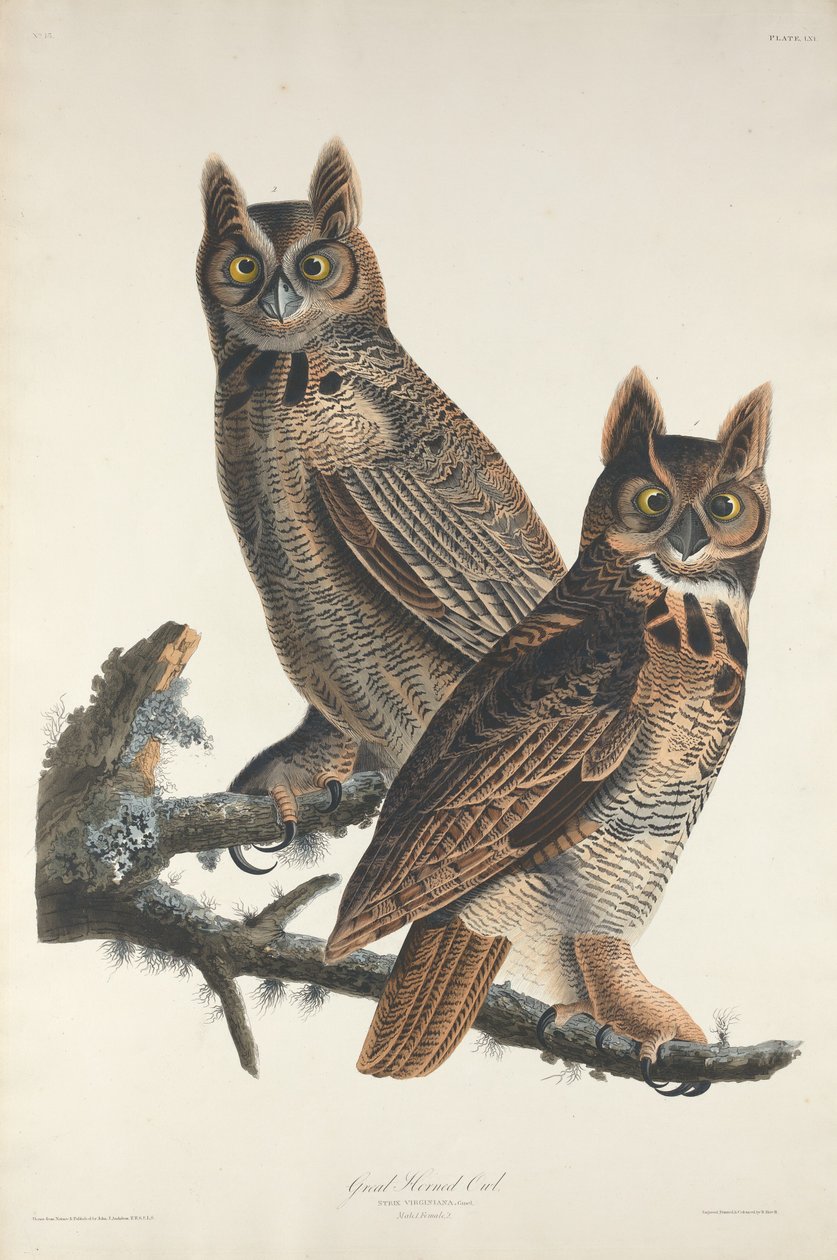 Sowa rogata, 1829. autorstwa Robert Havell