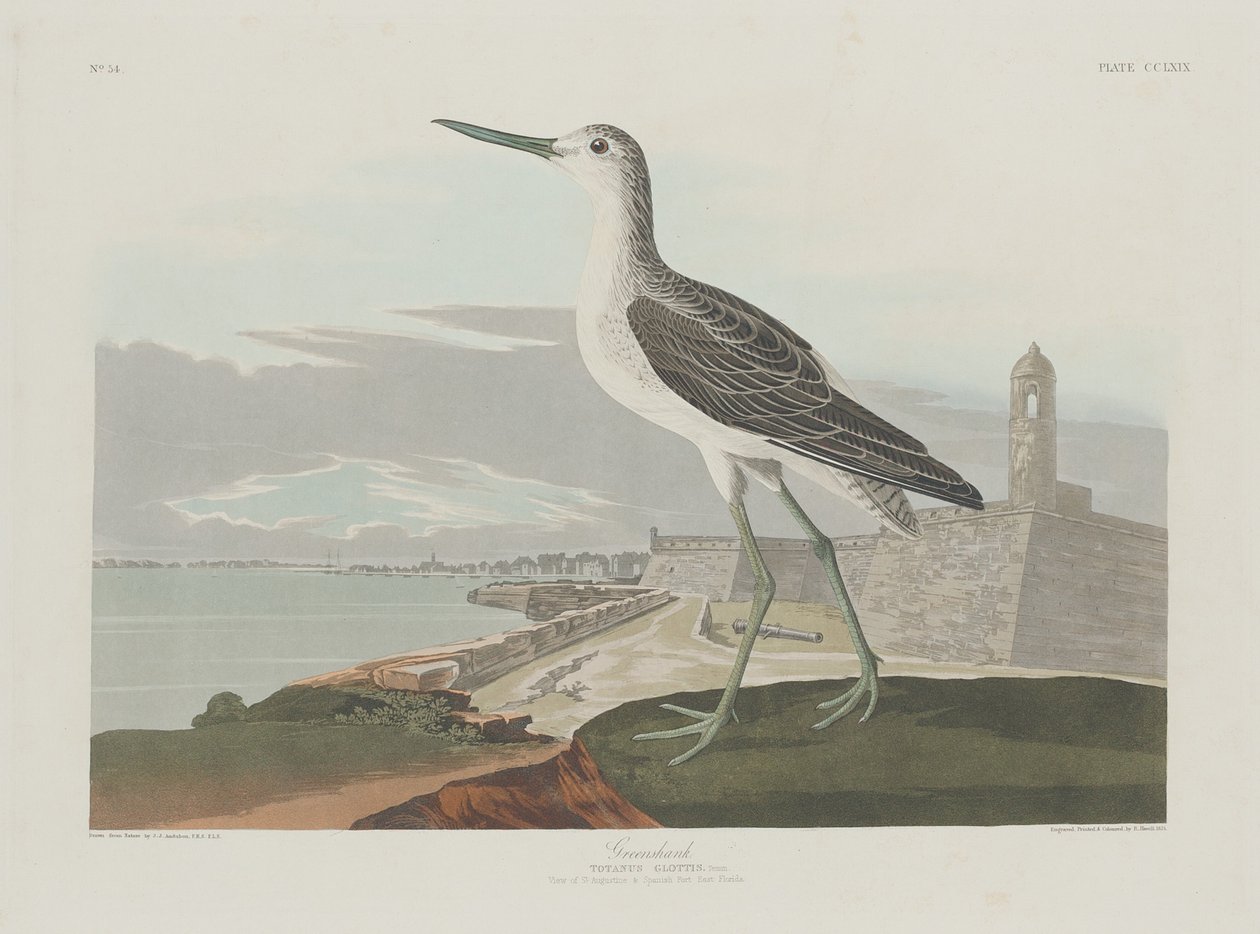 Greenshank, 1835. autorstwa Robert Havell