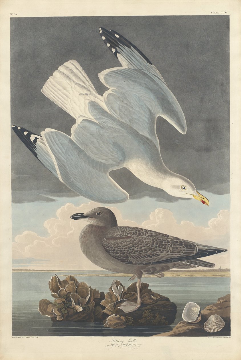 Mewa srebrzysta, 1836. autorstwa Robert Havell
