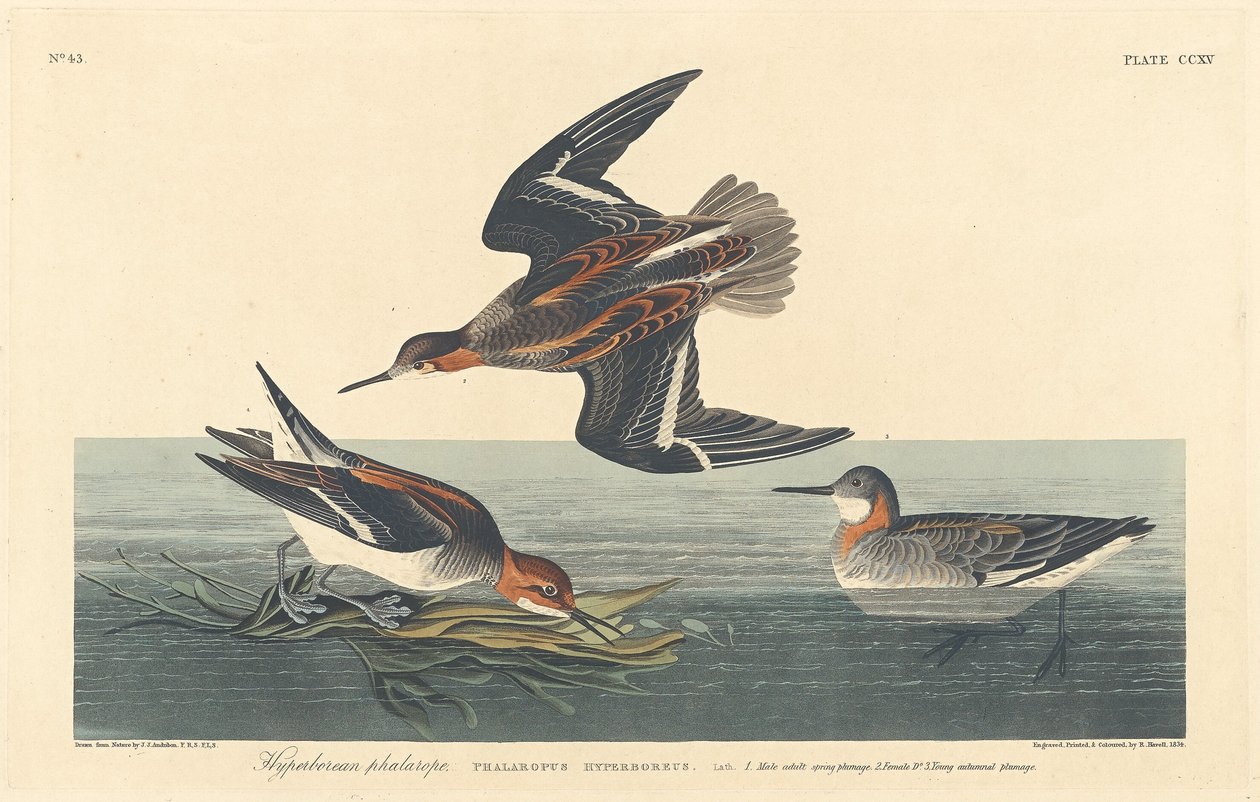 Falarope hiperborejskie, 1834. autorstwa Robert Havell