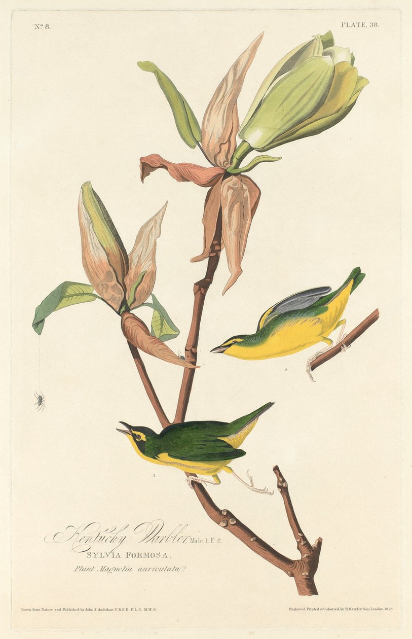 Warbler Kentucky, 1828. autorstwa Robert Havell
