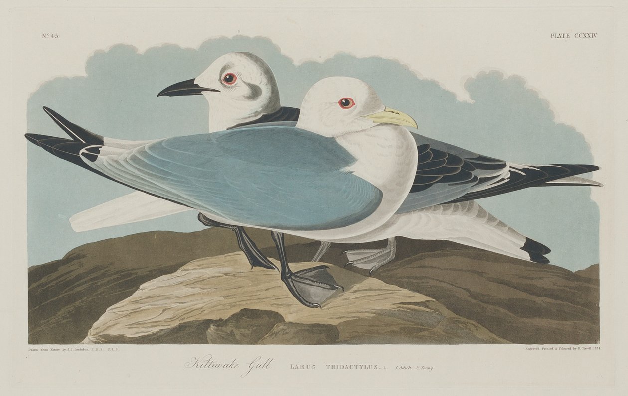 Kittiwake Złoto, 1834. autorstwa Robert Havell