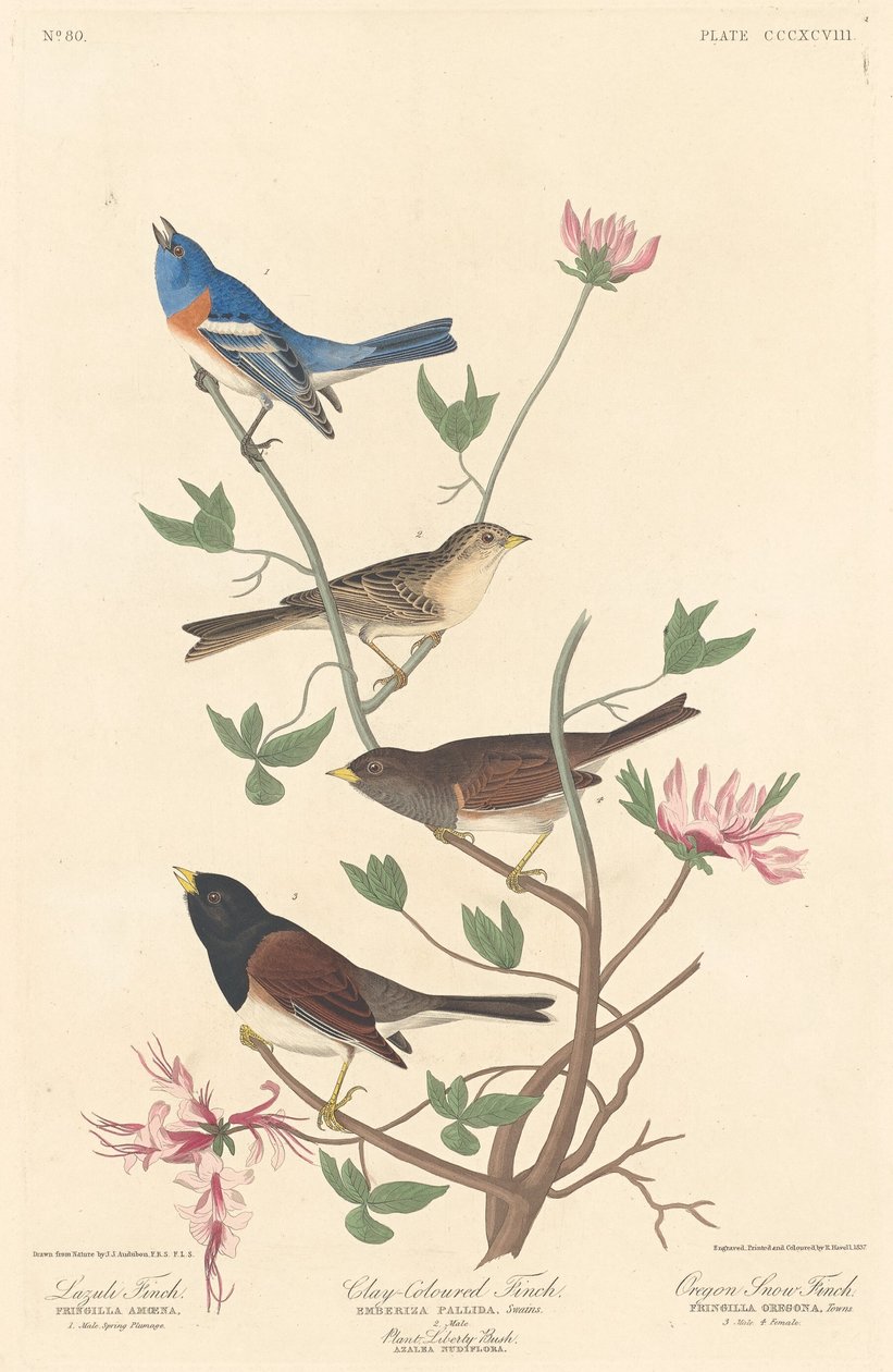 Lazuli Finch, Finch w kolorze gliny i Oregon Snow Finch, 1837. autorstwa Robert Havell