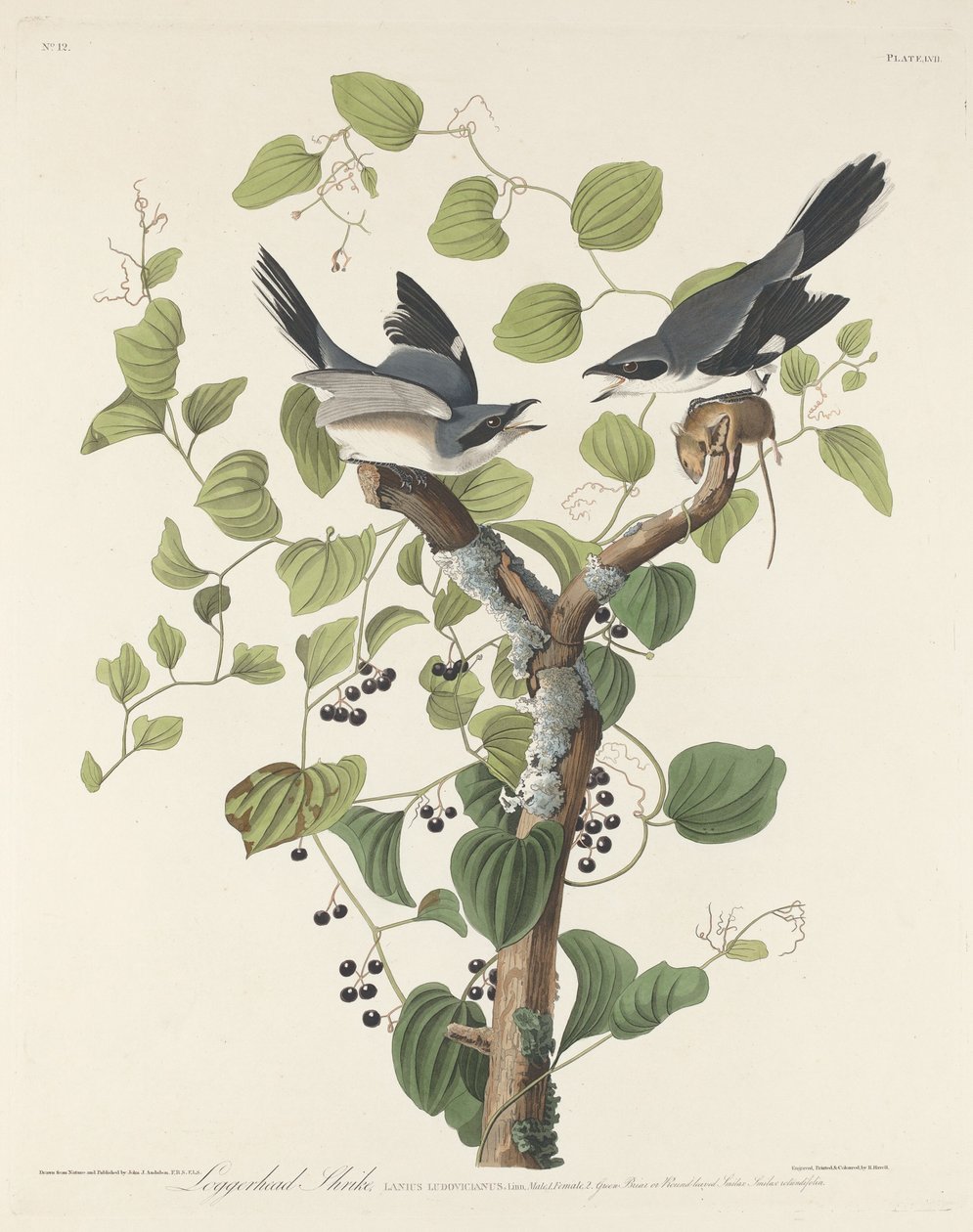 Karłowata Dzierzba, 1829. autorstwa Robert Havell