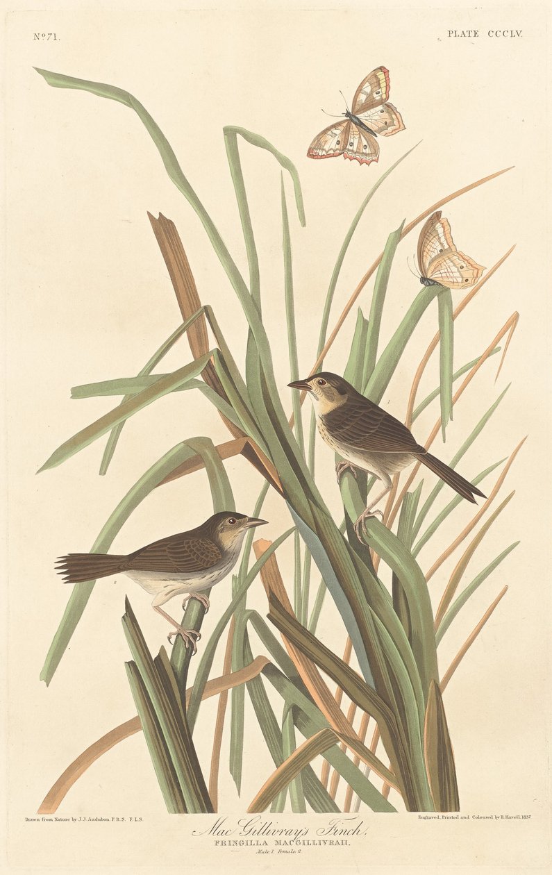 Finch MacGillivraya, 1837. autorstwa Robert Havell
