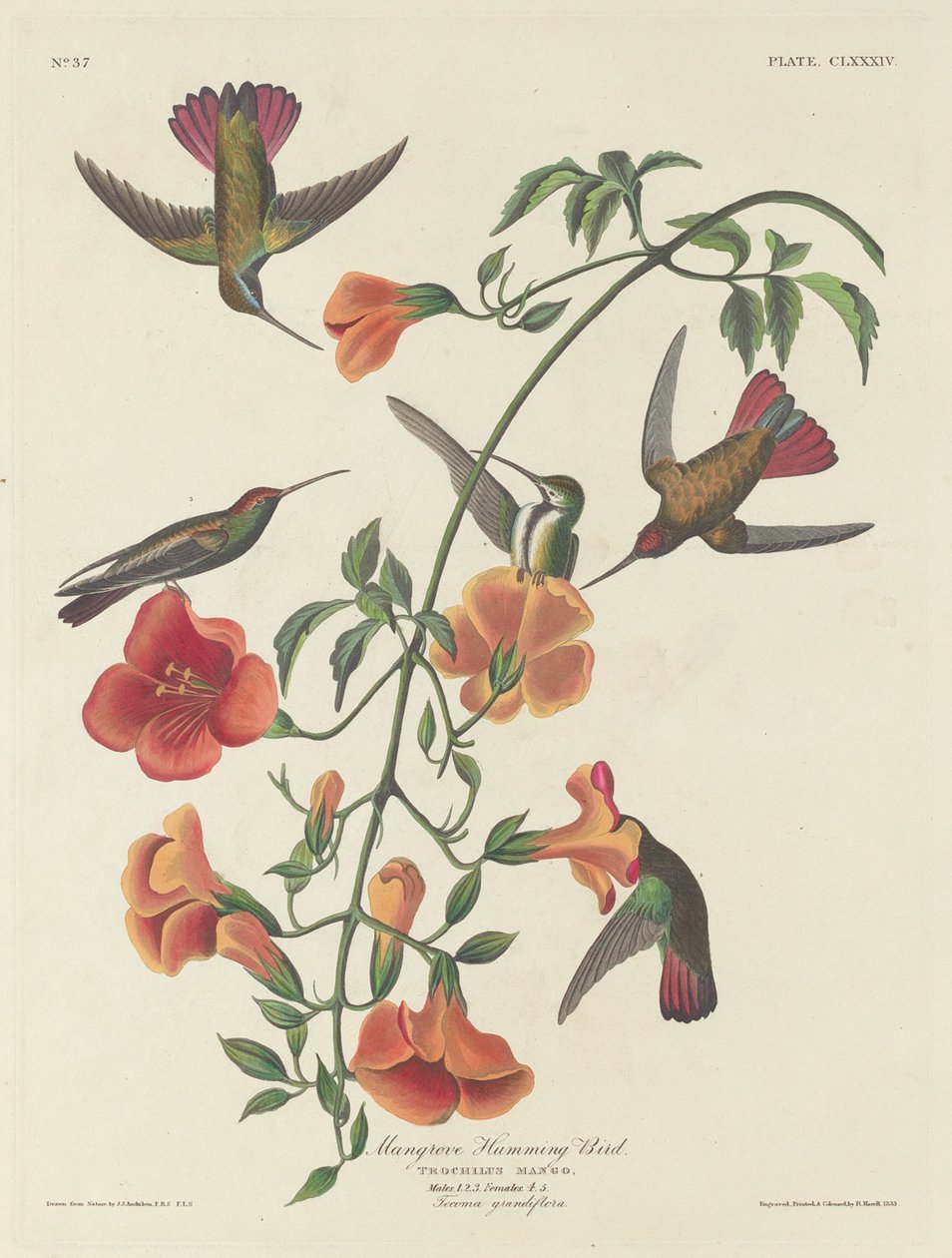 Koliber namorzynowy, 1834. autorstwa Robert Havell