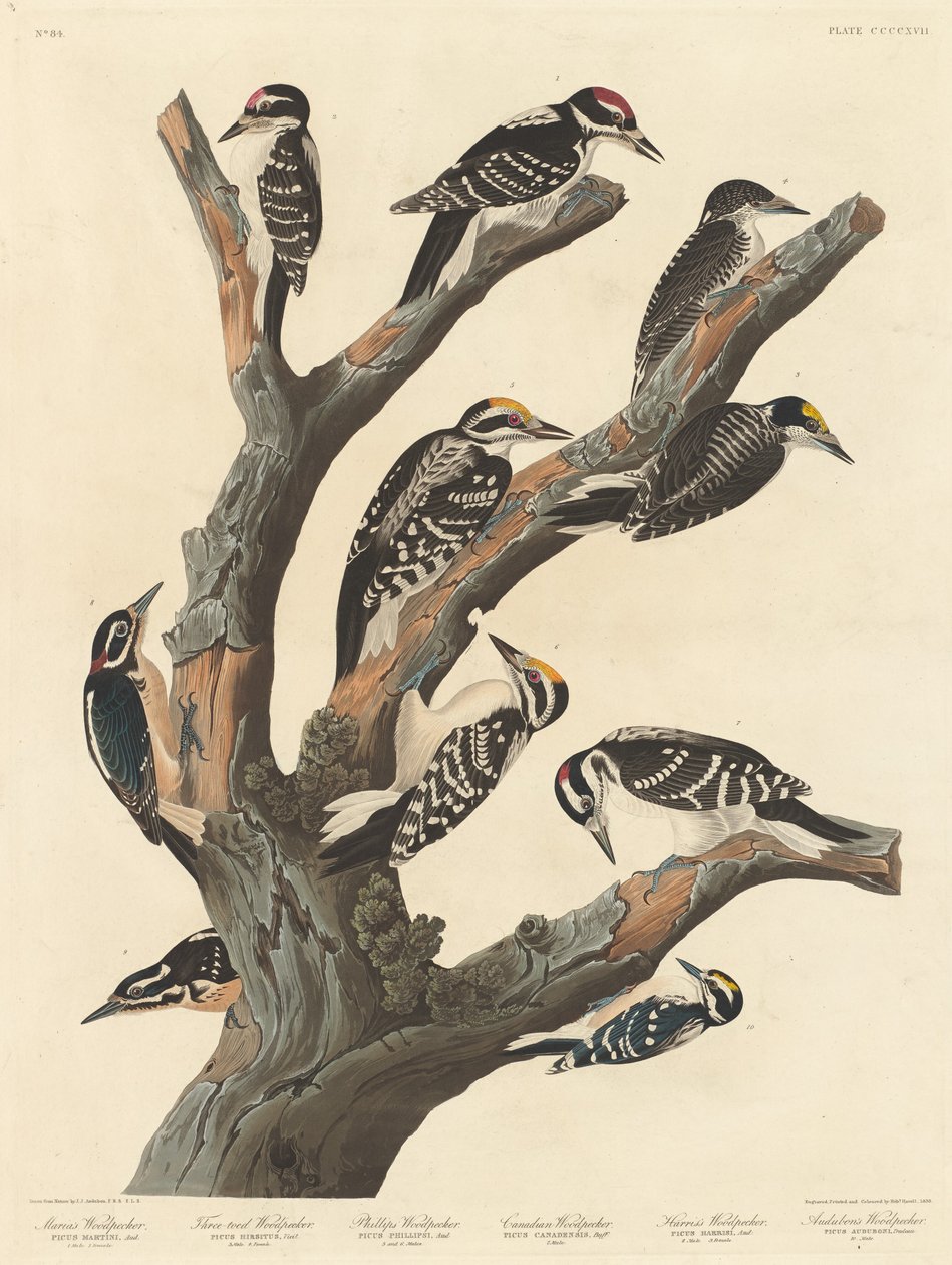 Dzięcioł Marii, 1838. autorstwa Robert Havell