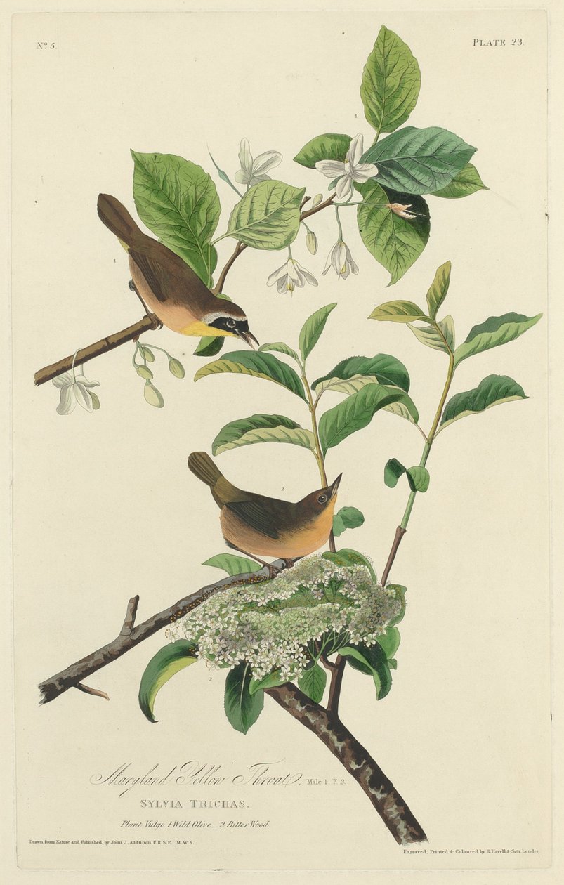 Maryland Żółte Gardło, 1827. autorstwa Robert Havell