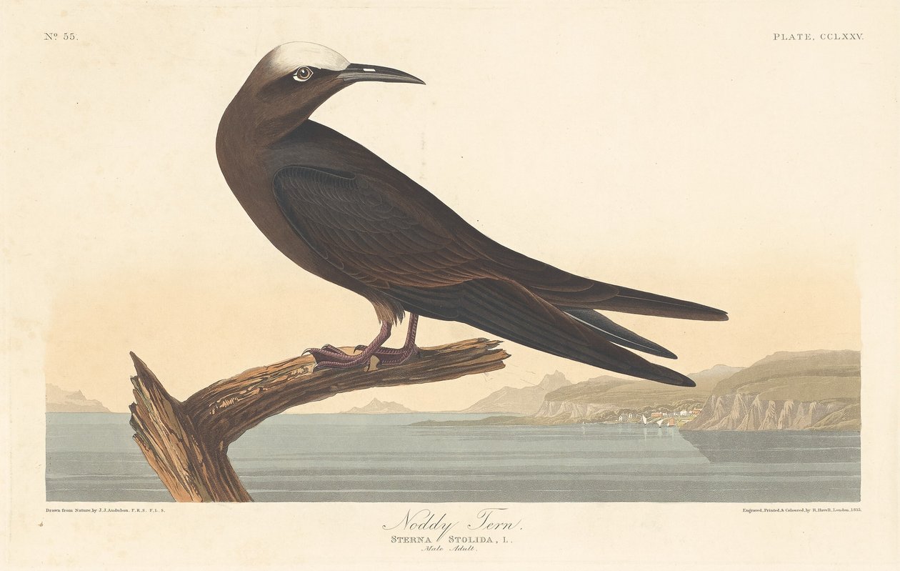 Noddy rybitwa, 1835. autorstwa Robert Havell