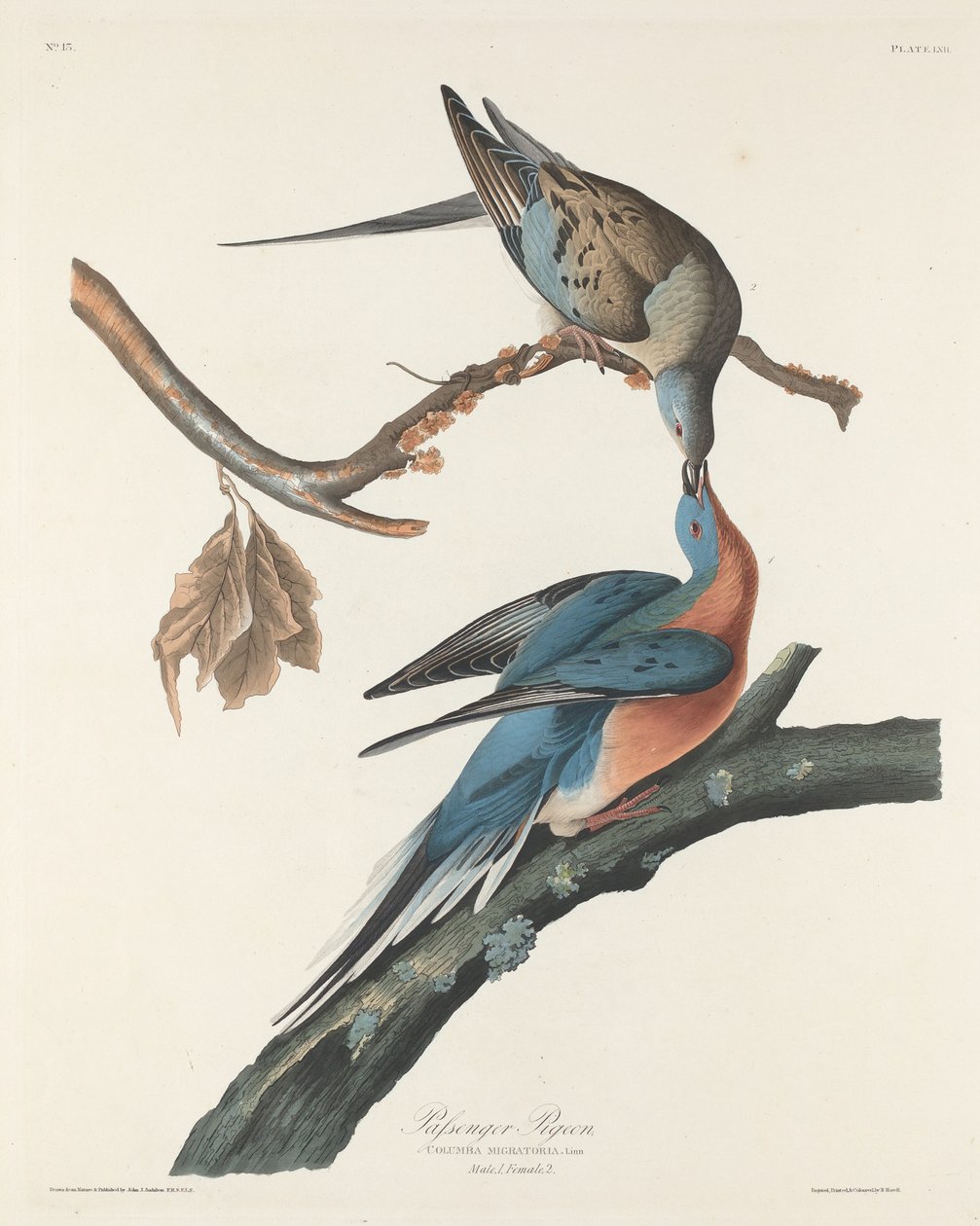 Gołąb wędrowny, 1829. autorstwa Robert Havell