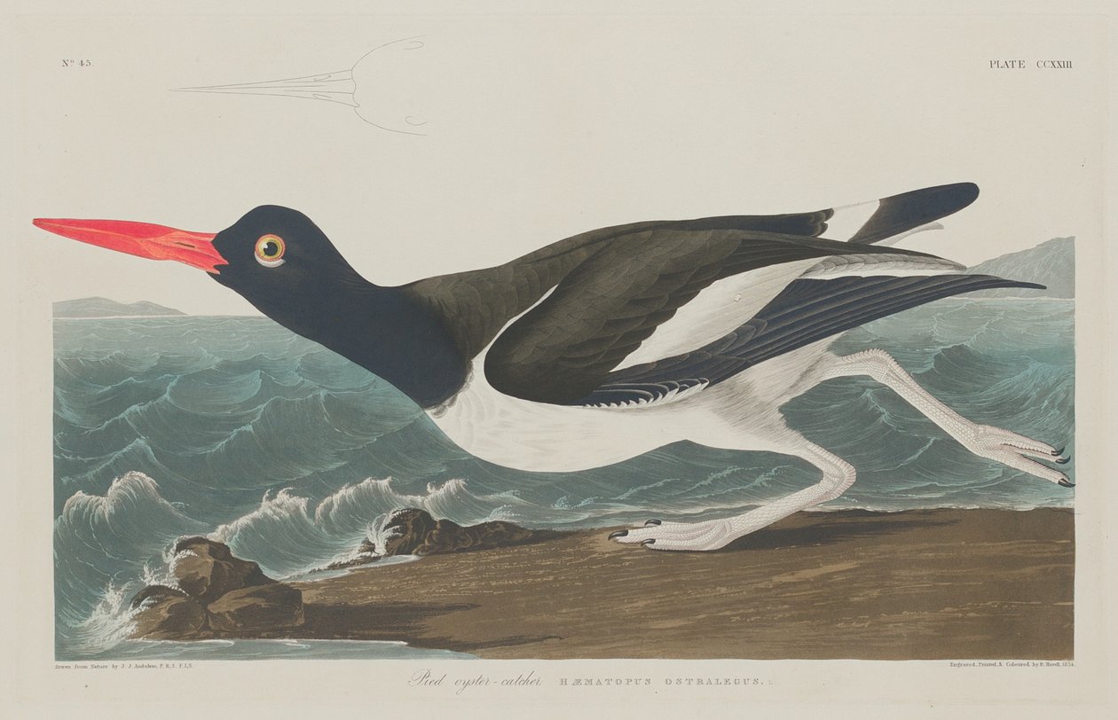 Łapacz ostryg, 1834. autorstwa Robert Havell