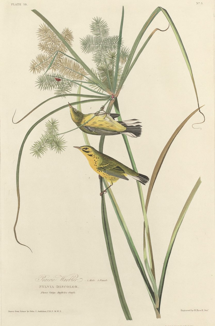 Pokrzewka preriowa, 1827. autorstwa Robert Havell