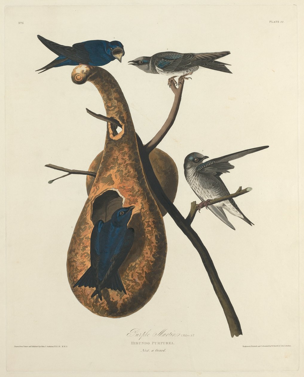 Fioletowy Marcin, 1827. autorstwa Robert Havell