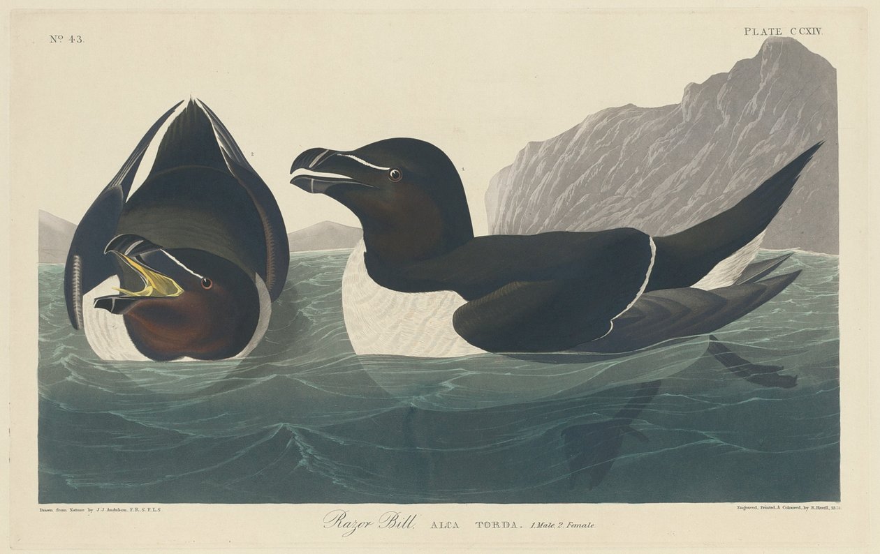 Brzytwa Bill, 1834. autorstwa Robert Havell