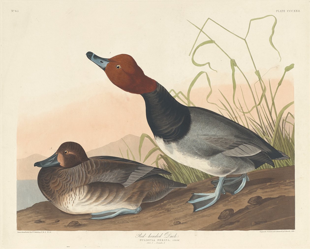 Ruda kaczka, 1836. autorstwa Robert Havell