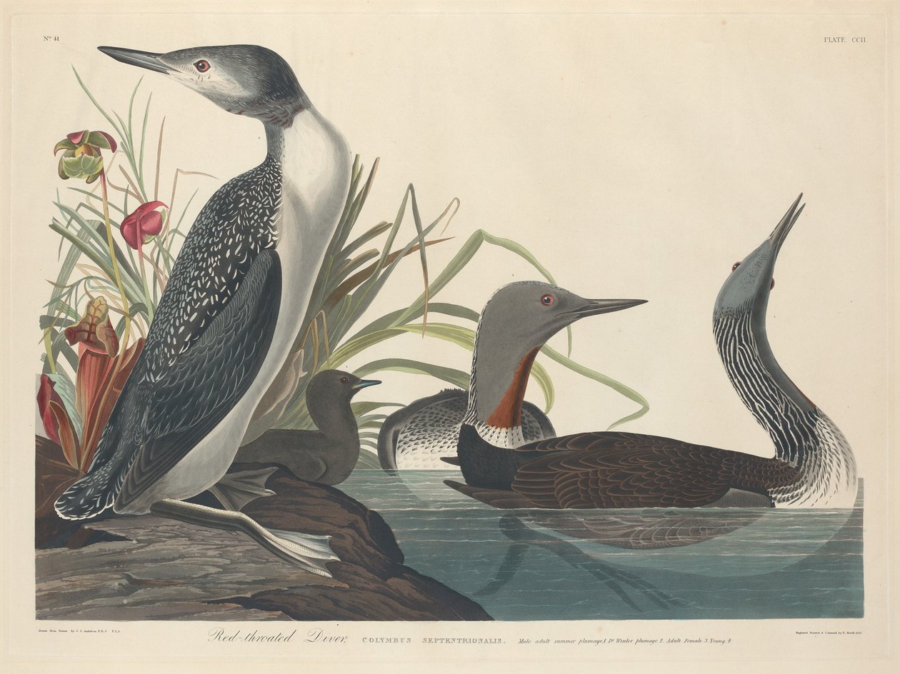 Nurek czerwonogardły, 1834. autorstwa Robert Havell
