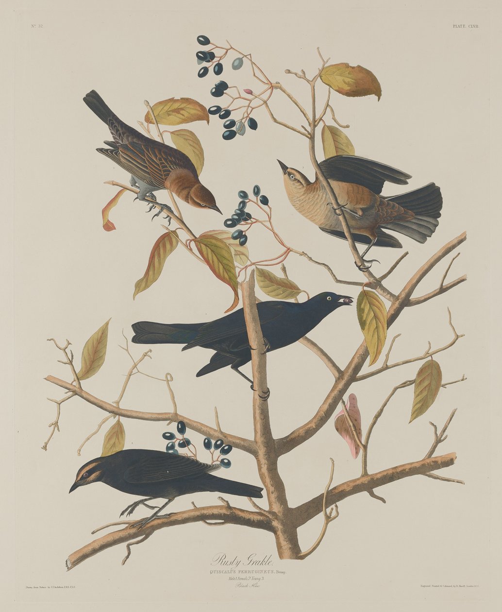 Zardzewiały Grakle, 1833. autorstwa Robert Havell