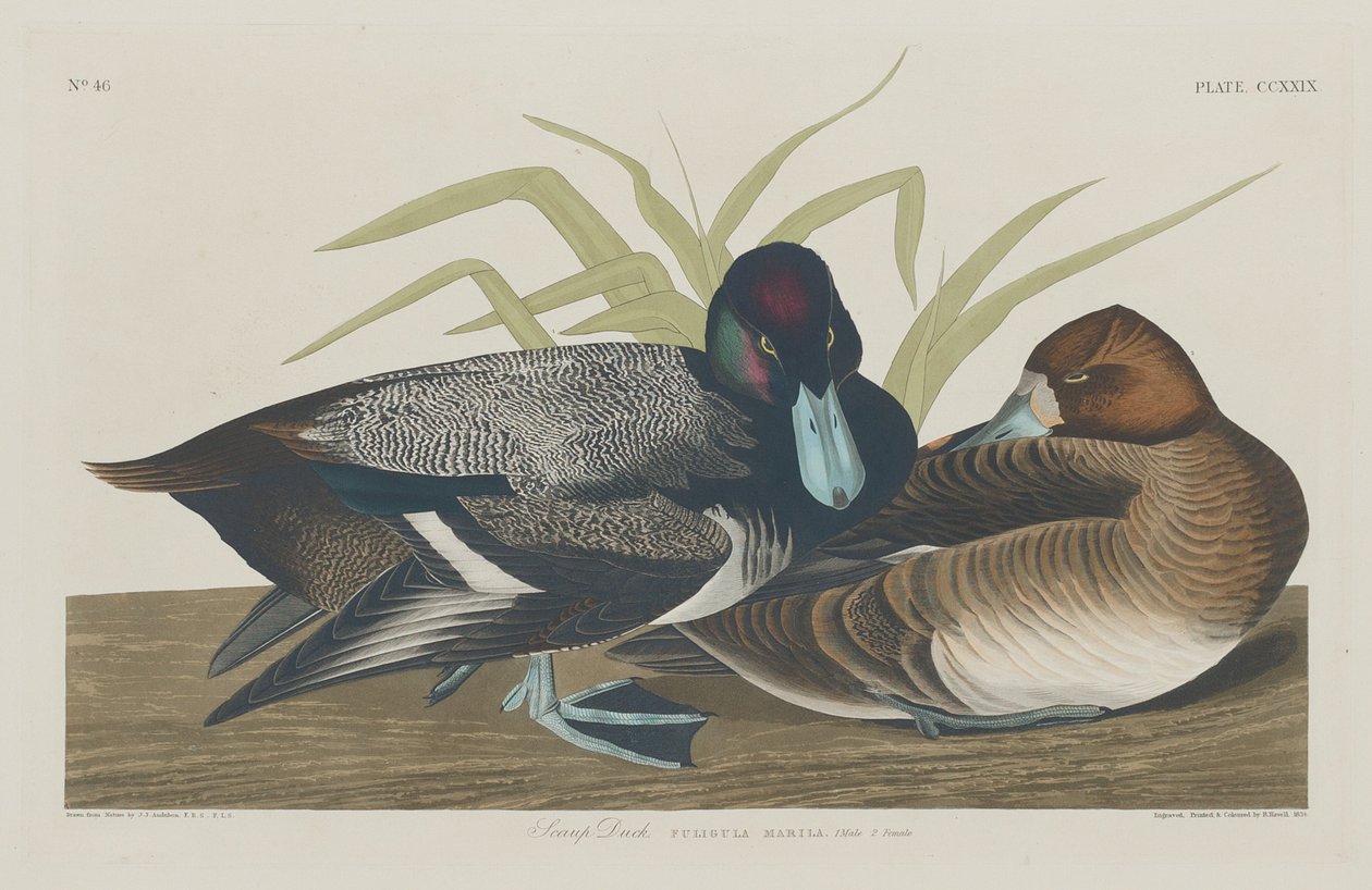 Ogorzałek, 1834. autorstwa Robert Havell
