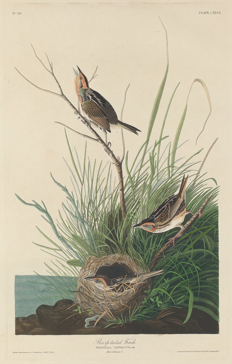 Dziwonia ogoniasta, 1832. autorstwa Robert Havell