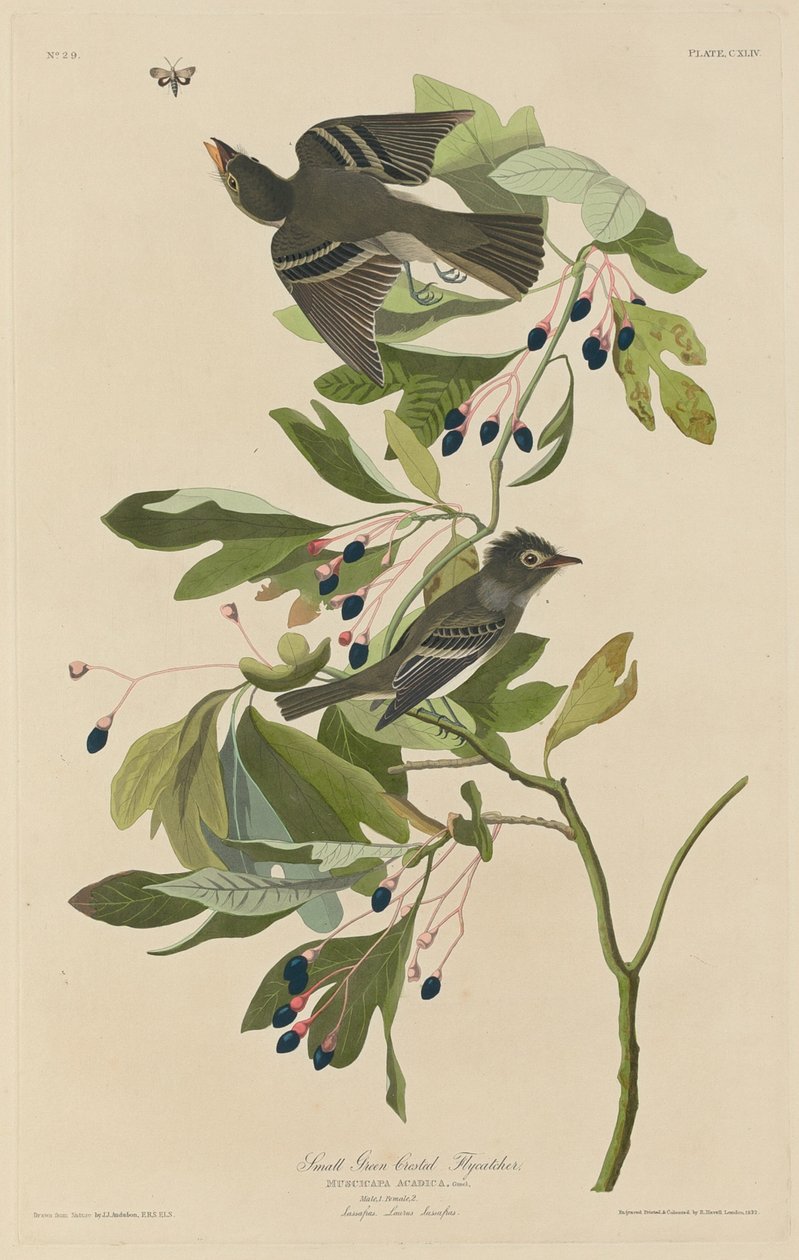 Mała muchołówka Zielonoczuba, 1832. autorstwa Robert Havell