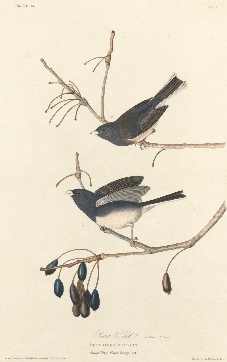 Śnieżny ptak, 1827. autorstwa Robert Havell