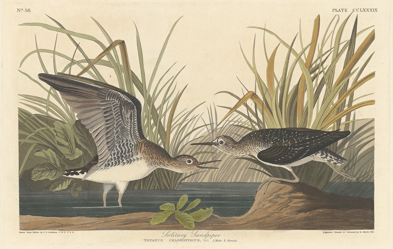 Samotny brodzik, 1836. autorstwa Robert Havell