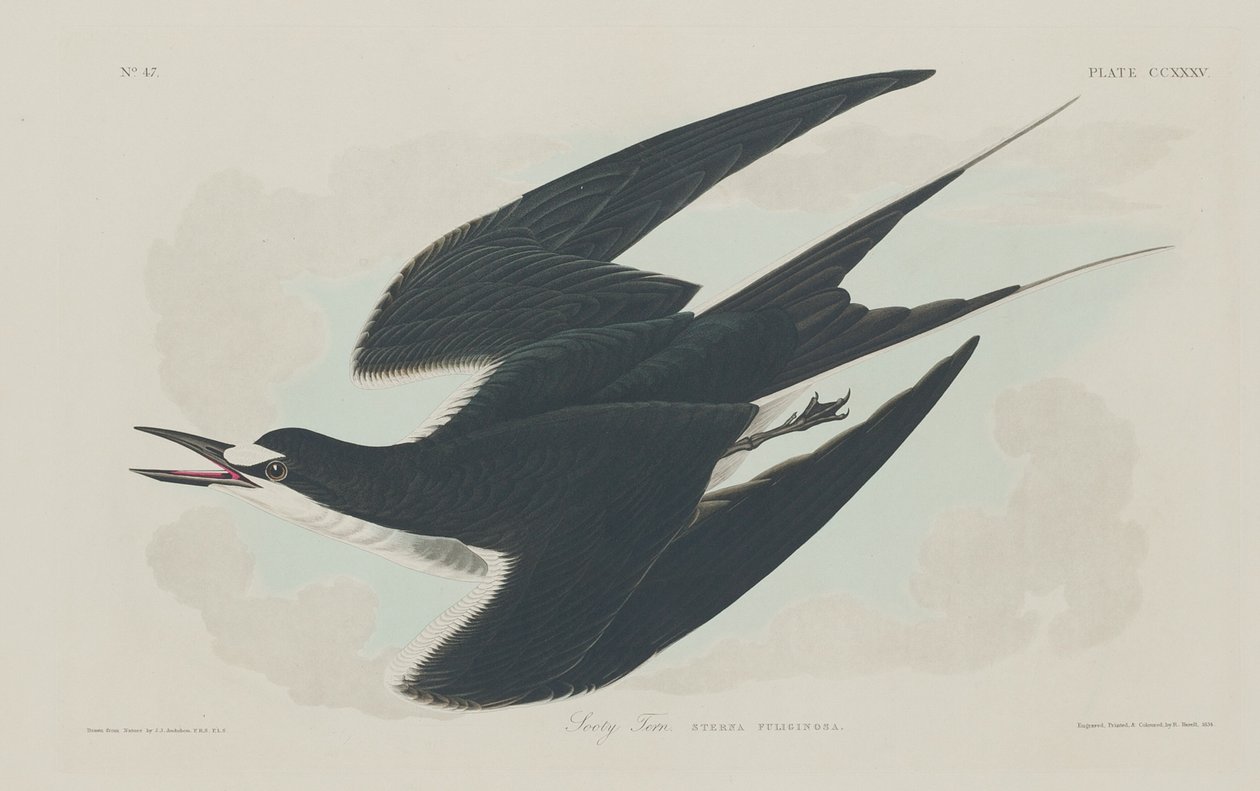 Rybitwa błotna, 1834. autorstwa Robert Havell