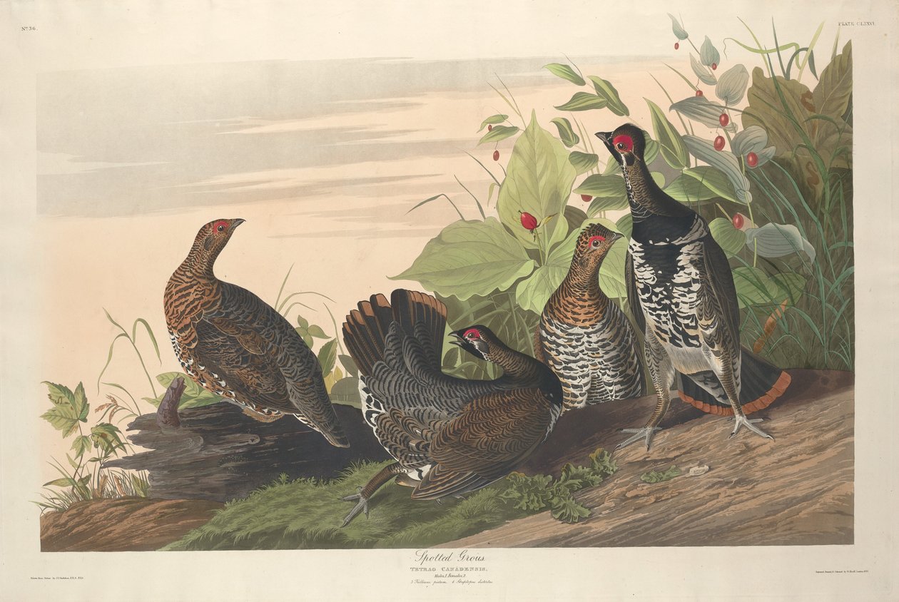 Cętkowany Grous, 1833. autorstwa Robert Havell
