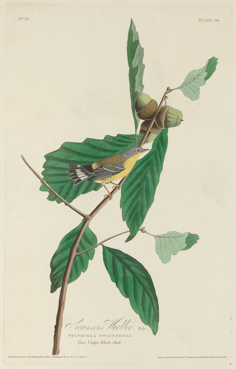 Warbler Swainsona, 1828. autorstwa Robert Havell