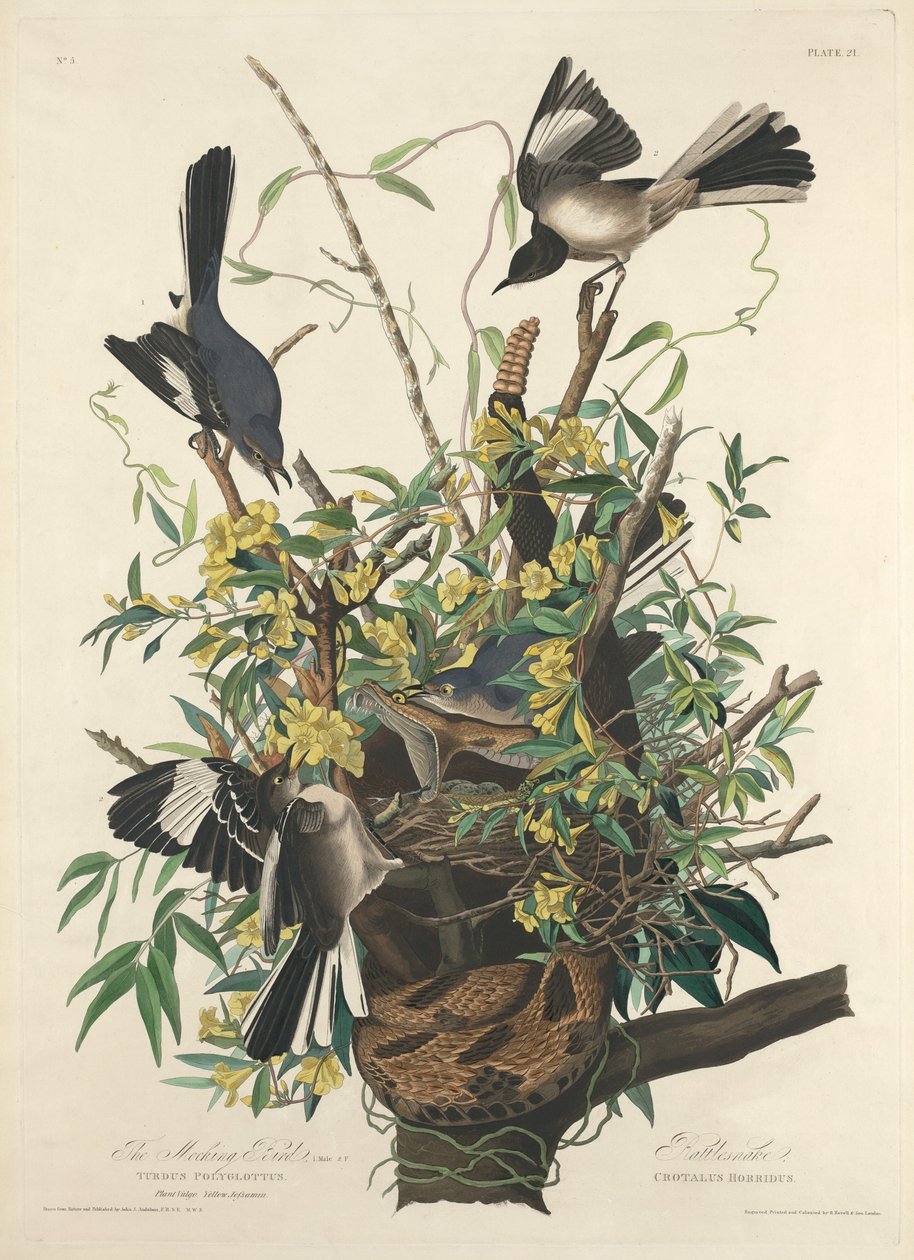 Przedrzeźniający ptak, 1827. autorstwa Robert Havell