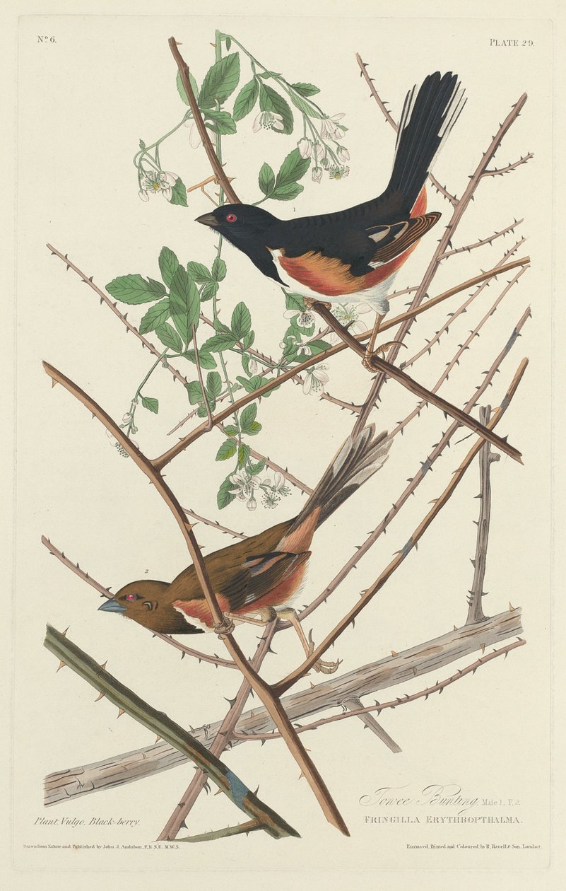Trznadel, 1828. autorstwa Robert Havell
